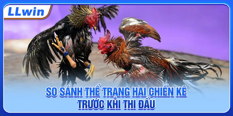 So sánh thể trạng hai chiến kê trước khi thi đấu